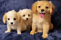 Buddy Boy, a male Cavapoo and Cavalier King Charles Spaniel for sale in Bellevue, WA – 2 of 2