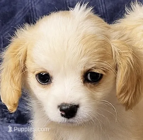 Rosie – Cavapoo, Cavalier King Charles Spaniel puppy for sale in Bellevue, WA