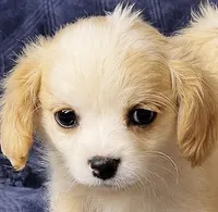 Rosie, a female Cavapoo and Cavalier King Charles Spaniel for sale in Bellevue, WA – 1 of 2