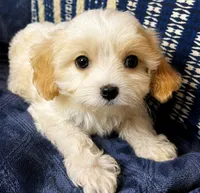 Tilly, a female Cavapoo and Cavalier King Charles Spaniel for sale in Bellevue, WA – 2 of 3