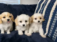 Sweet Pea, a female Cavapoo and Cavalier King Charles Spaniel for sale in Bellevue, WA – 2 of 2