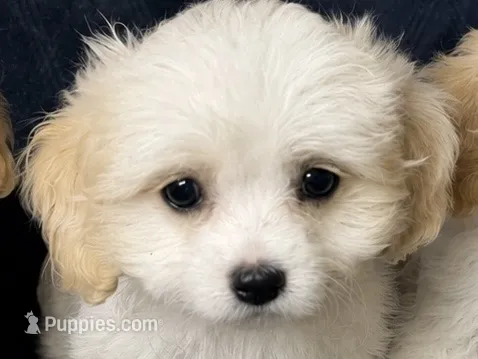 Sweet Pea – Cavapoo, Cavalier King Charles Spaniel puppy for sale in Bellevue, WA