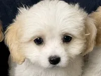 Sweet Pea, a female Cavapoo and Cavalier King Charles Spaniel for sale in Bellevue, WA – 1 of 2