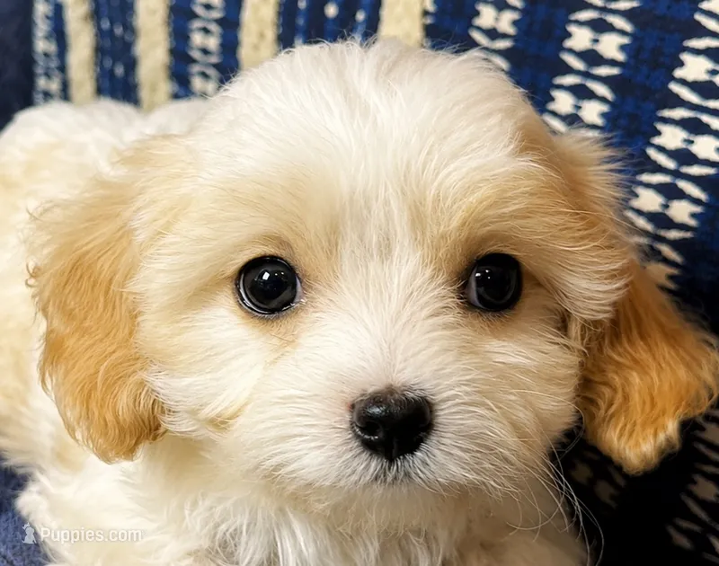 Tilly – Cavapoo, Cavalier King Charles Spaniel puppy for sale in Bellevue, WA