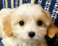 Tilly, a female Cavapoo and Cavalier King Charles Spaniel for sale in Bellevue, WA – 1 of 3