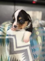 Felix , a male Pembroke Welsh Corgi for sale in Post Falls, ID – 1 of 3