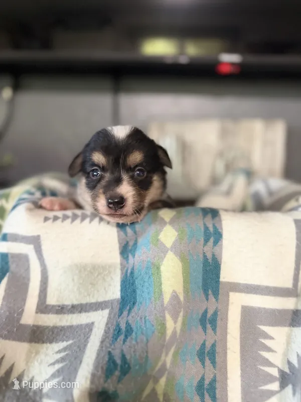 Frank  – Pembroke Welsh Corgi puppy for sale in Post Falls, ID