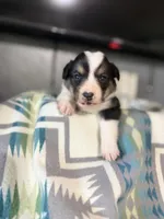 Finn, a male Pembroke Welsh Corgi for sale in Post Falls, ID – 2 of 3