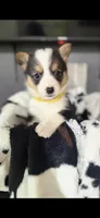 Riggin's , a male Cardigan Welsh Corgi for sale in Post Falls, ID – 2 of 3