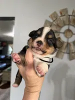 Felix , a male Pembroke Welsh Corgi for sale in Post Falls, ID – 3 of 3