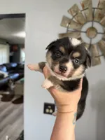 Frank , a male Pembroke Welsh Corgi for sale in Post Falls, ID – 3 of 3