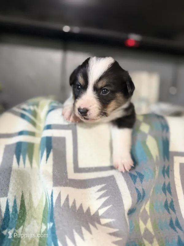 Finn – Pembroke Welsh Corgi puppy for sale in Post Falls, ID