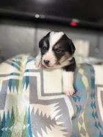 Finn, a male Pembroke Welsh Corgi for sale in Post Falls, ID – 1 of 3