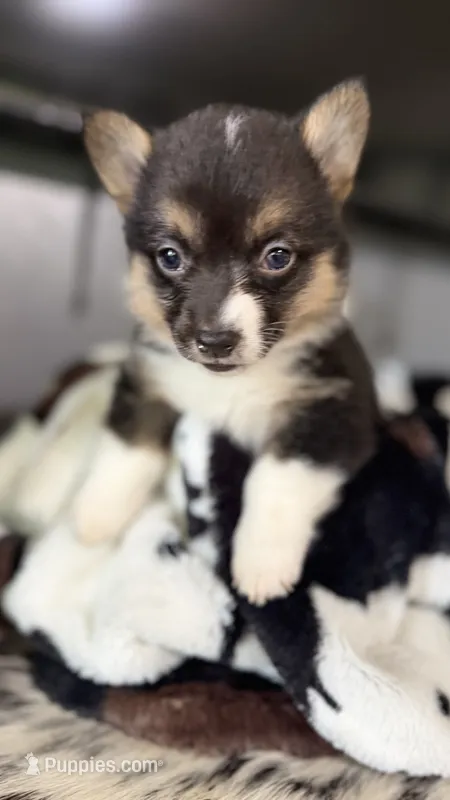 Sage  – Pembroke Welsh Corgi puppy for sale in Post Falls, ID