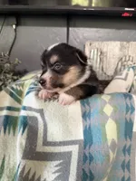 Frank , a male Pembroke Welsh Corgi for sale in Post Falls, ID – 2 of 3