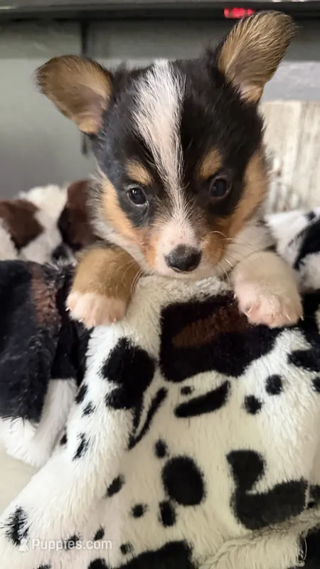 Felix  – Pembroke Welsh Corgi puppy for sale in Post Falls, ID