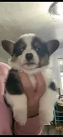 Riggin's , a male Cardigan Welsh Corgi for sale in Post Falls, ID – 3 of 3