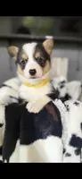 Riggin's , a male Cardigan Welsh Corgi for sale in Post Falls, ID – 1 of 3