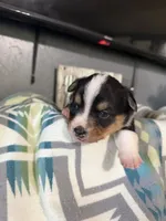 Felix , a male Pembroke Welsh Corgi for sale in Post Falls, ID – 2 of 3
