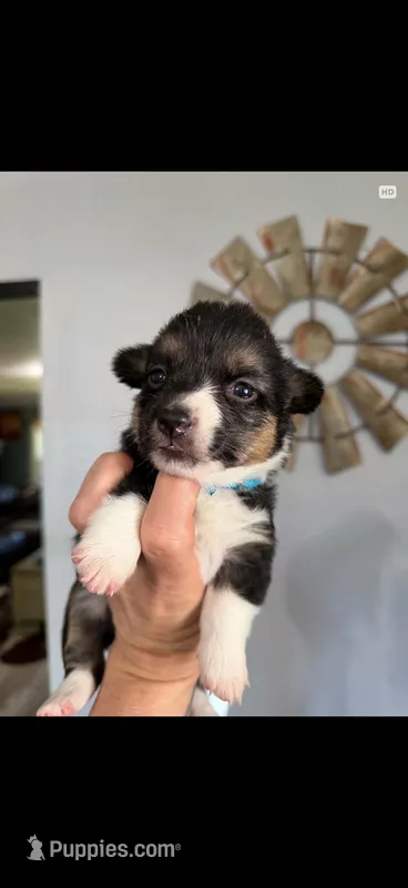 Sage  – Pembroke Welsh Corgi puppy for sale in Post Falls, ID