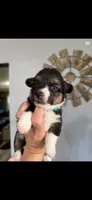 Sage , a female Pembroke Welsh Corgi for sale in Post Falls, ID – 1 of 3