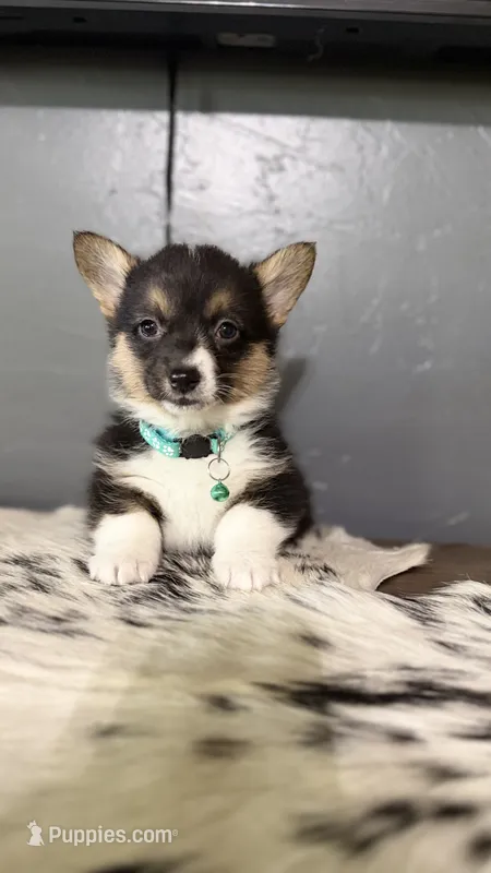 Sage  – Pembroke Welsh Corgi puppy for sale in Post Falls, ID