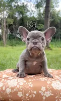 Kali, a female French Bulldog for sale in Murfreesboro, TN – 1 of 1