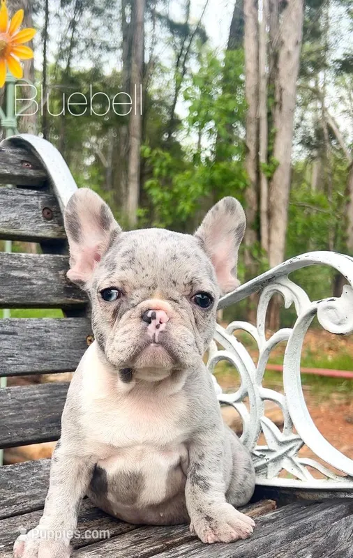 Bluebell – French Bulldog puppy for sale in Murfreesboro, TN
