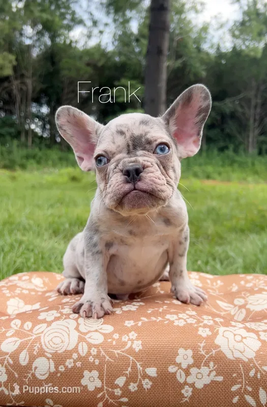 Frank – French Bulldog puppy for sale in Murfreesboro, TN