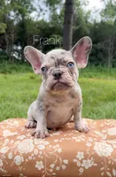 Frank, a male French Bulldog for sale in Murfreesboro, TN – 1 of 1