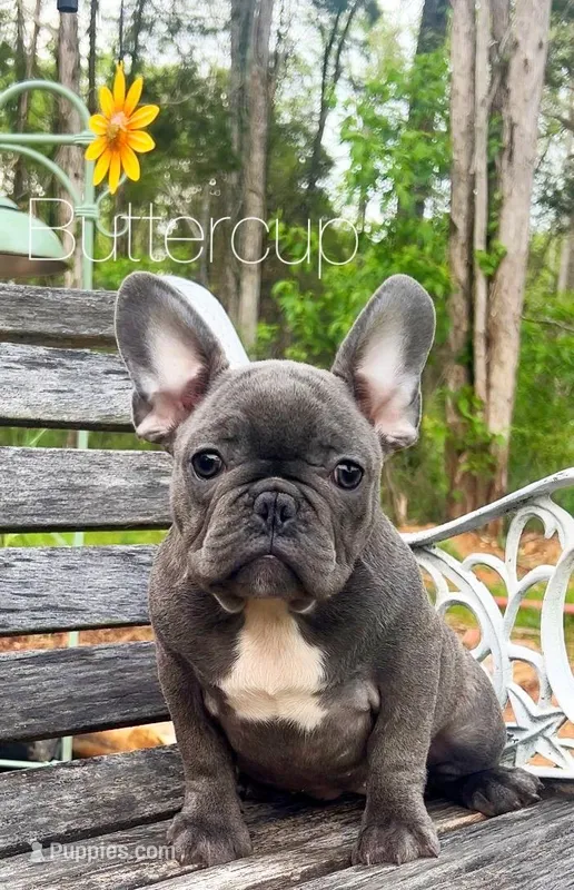 Buttercup – French Bulldog puppy for sale in Murfreesboro, TN