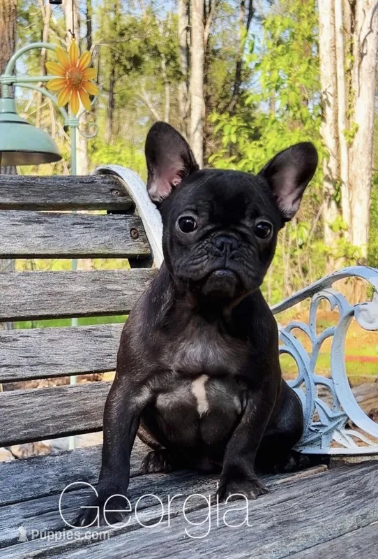Georgia  – French Bulldog puppy for sale in Murfreesboro, TN