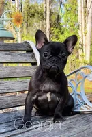 Georgia , a female French Bulldog for sale in Murfreesboro, TN – 1 of 1