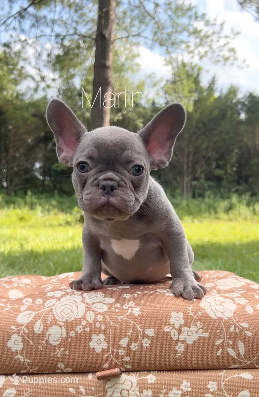 Marlin – French Bulldog puppy for sale in Murfreesboro, TN