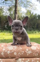Marlin, a male French Bulldog for sale in Murfreesboro, TN – 1 of 1