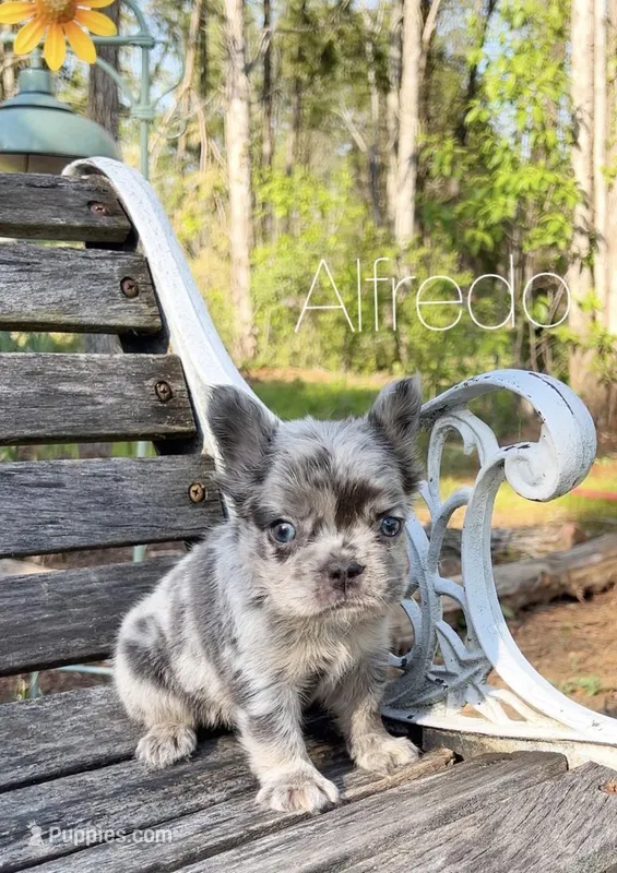 Alfredo – French Bulldog puppy for sale in Murfreesboro, TN