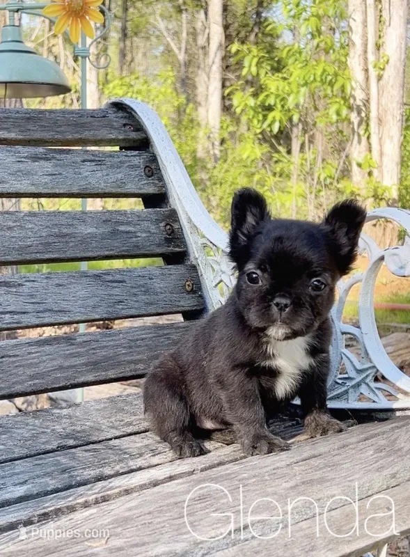 Glenda – French Bulldog puppy for sale in Murfreesboro, TN