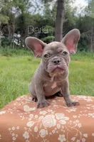 Darla, a female French Bulldog for sale in Murfreesboro, TN – 1 of 1