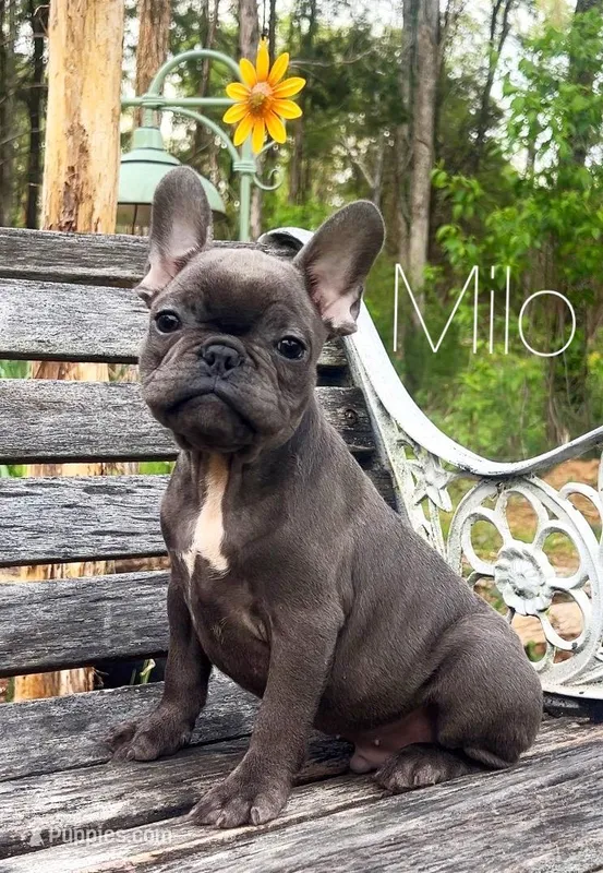 Milo – French Bulldog puppy for sale in Murfreesboro, TN