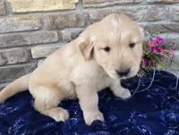 King, a male Golden Retriever for sale in Grabill, IN – Photo 4 of 4