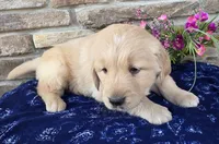 King, a male Golden Retriever for sale in Grabill, IN – Photo 3 of 4