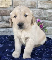 King, a male Golden Retriever for sale in Grabill, IN – Photo 1 of 4