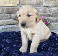 King, a male Golden Retriever for sale in Grabill, IN – Photo 2 of 4
