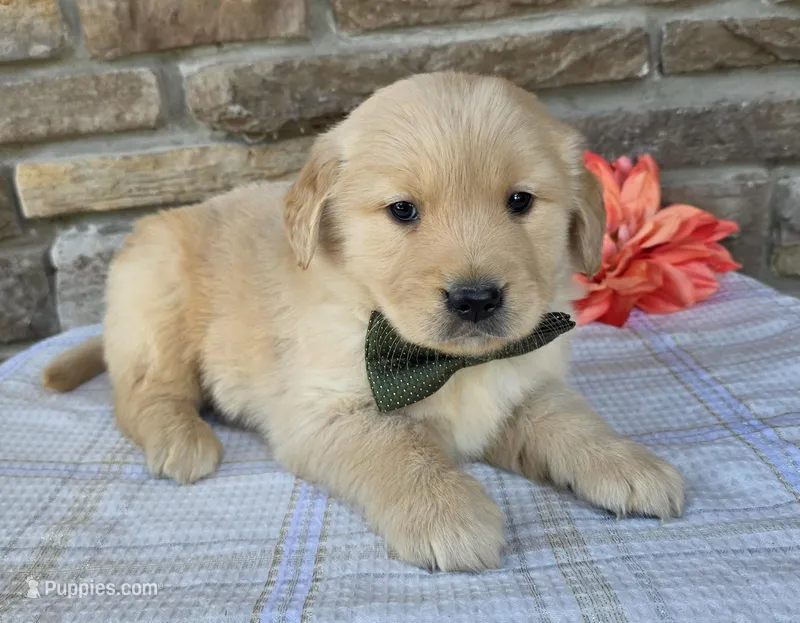 Cory, a male Golden Retriever for sale in Grabill, IN – Photo 1 of 4