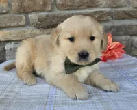 Cory, a male Golden Retriever for sale in Grabill, IN – Photo 3 of 4