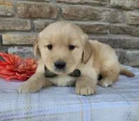 Cory, a male Golden Retriever for sale in Grabill, IN – Photo 4 of 4