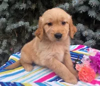 Bella, a female Golden Retriever for sale in Grabill, IN – 2 of 6