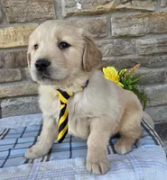 Kody, a male Golden Retriever for sale in Grabill, IN – Photo 2 of 4