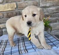 Kody, a male Golden Retriever for sale in Grabill, IN – Photo 3 of 4
