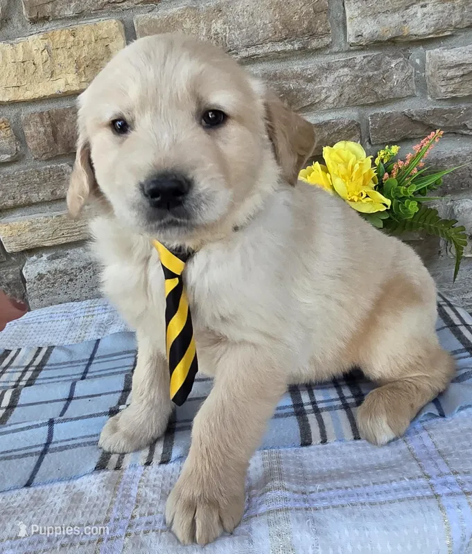 Kody, a male Golden Retriever for sale in Grabill, IN – Photo 1 of 4